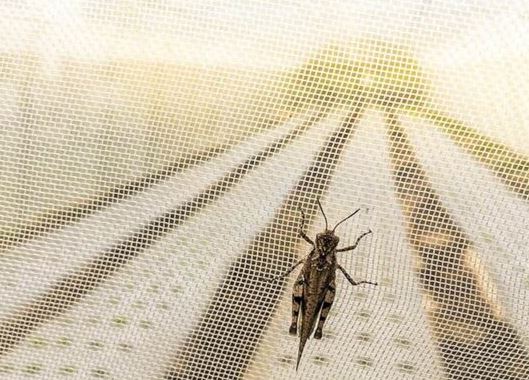 LƯỚI CHẮN CÔN TRÙNG