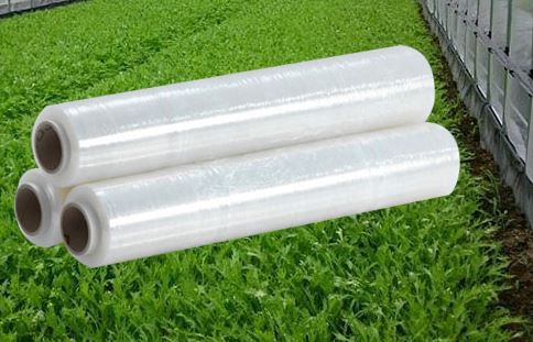 Màng PE làm nhà kính là gì ? Màng PE dùng làm gì