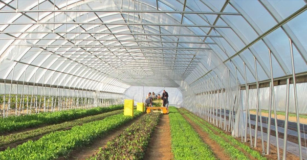 5 ƯU ĐIỂM VƯỢT TRỘI TRONG VIỆC ỨNG DỤNG MÀNG NHÀ KÍNH TRONG NÔNG NGHIỆP CÔNG NGHỆ CAO